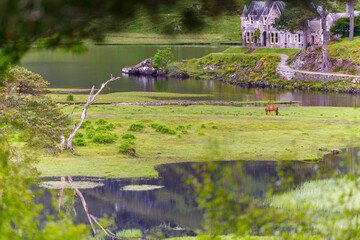 Cheval marron seul au milieu des marécages de Glen Affric en Ecosse au printemps