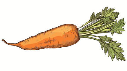 Carrot Isolated hand drawn illustration. Vegetable en