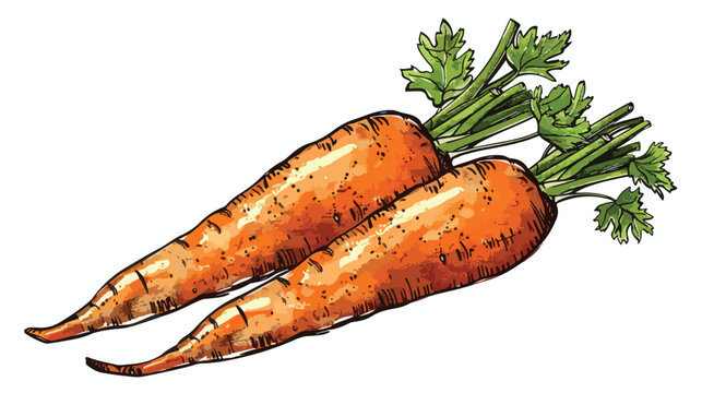 Carrot Isolated hand drawn illustration. Vegetable en