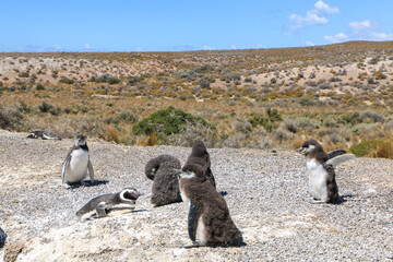 Naklejka premium penguins on the beach