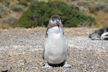 Naklejka premium penguin on the beach