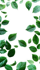 dark vibrant green leaves surrounding page background isolated on transparent background