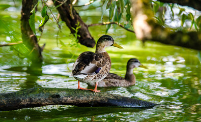 Wild ducks sit on a tree near the water
