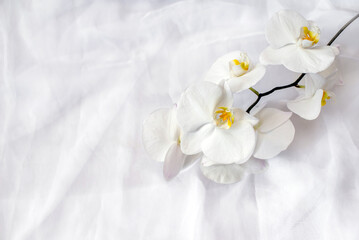 The branch of white orchids on white fabric background
