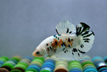 Betta fish Fancy White Copper Halfmoon Plakat from Thailand, Siamese fighting fish on isolated in...