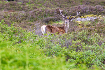 Grand cerf élaphe qui tourne la tête surpris pendant la randonnée de Glen Affric en Ecosse au printemps