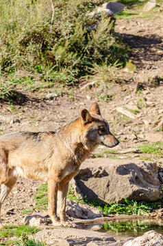 Canis lupus signatus. A Iberian wolf in the Iberian Wolf Center, Zamora, Spain.