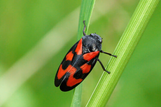 Gemeine Blutzikade (Cercopis vulnerata) Draufsicht am gr&uuml;nen Pflanzenst&auml;ngel - Baden-W&uuml;rttemberg, Deutschland