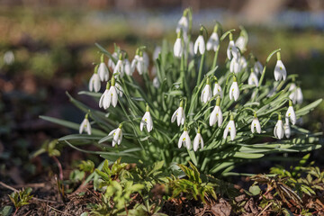 Snowdrop close-up against a background of green leaves