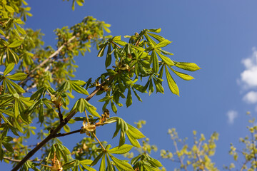 Chestnut leaves closeup in spring against blue sky