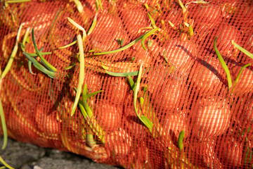 Onions sprouted in Mesh bag . Onion storage concept .