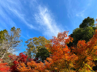 もみじの葉が色づいた秋の紅葉風景