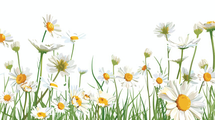 Chamomile flowers in a garden on a sunny day with a white