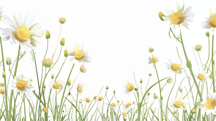 Chamomile flowers in a garden on a sunny day with a white