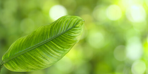 Close-up tropical fresh organic green leaf on blurred greenery season background and right copy...