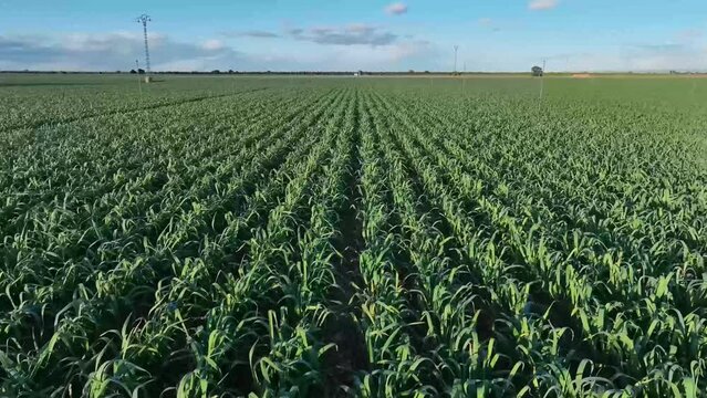 Aerial video from a few meters above the ground, traveling through a field of garlic planted in line, ready for harvesting.