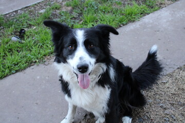 Border Collie