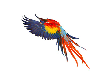 Colorful flying Scarlet Macaw parrot isolated on transparent background png file