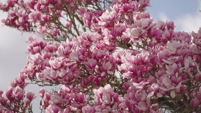 Blossoms of a magnolia tree in spring