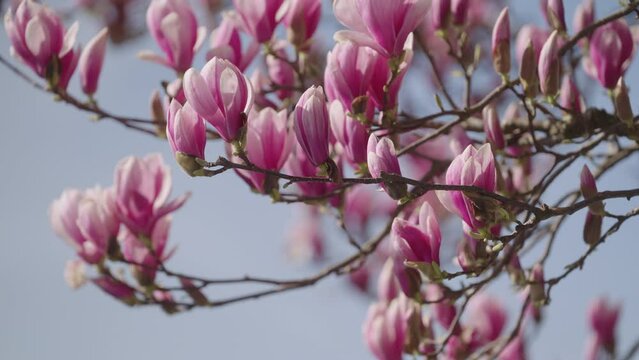 Blossoms of a magnolia tree in spring