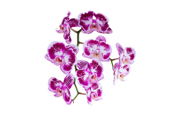 Beautiful purple and white Phalaenopsis orchid flowers bloom isolated on white background included clipping path.