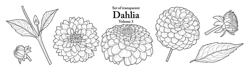 A series of isolated flower in cute hand drawn style. Dahlia in black outline on transparent background. Drawing of floral elements for coloring book or fragrance design. Volume 3.