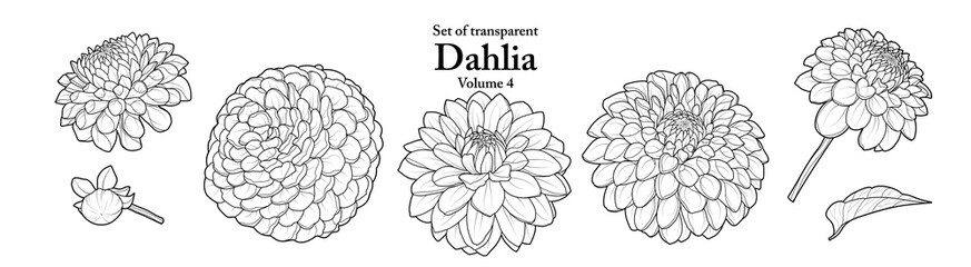 A series of isolated flower in cute hand drawn style. Dahlia in black outline on transparent background. Drawing of floral elements for coloring book or fragrance design. Volume 4.