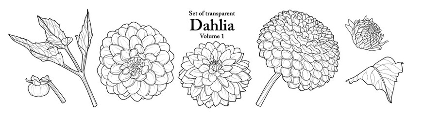 A series of isolated flower in cute hand drawn style. Dahlia in black outline and white plain on transparent background. Drawing of floral elements for coloring book or fragrance design. Volume 1.
