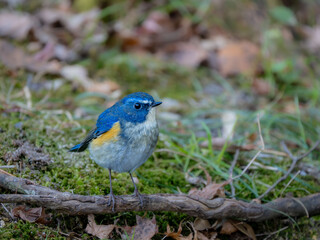 地面に降りてエサを探しているルリビタキの雄