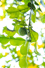 Kaffir lime fruit on the tree