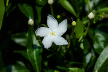 Canna flowers are blooming on the tree.