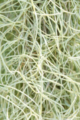 Hermit's beard tree in the garden