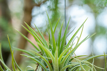Grass on a beautiful blue day