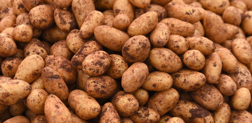 Frische Kartoffeln vom Bio-Bauern