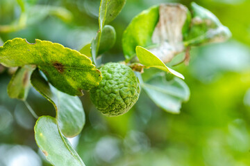 Kaffir lime fruit on the tree