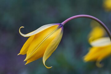 Wilde Tulpen im Casteller Schloßgarten 1