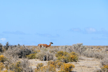 Fototapeta premium llama standing on the ground