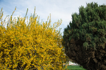 Yellow and green trees against the sky