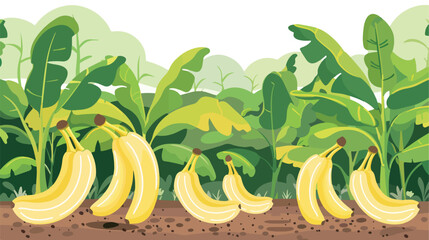 Closeup of bananas in a cultivated plantation for tre - obrazy, fototapety, plakaty