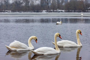 A flock of white swans on an early winter morning on a cloudy day on the open surface of the lake. - 786925839