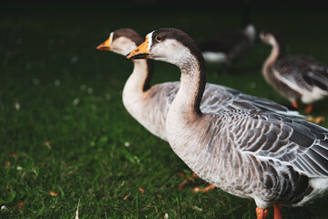 Goose at the park