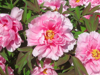 美しいピンクの牡丹 © kamome1