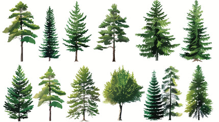 Coniferous vector tree collection  Set of various tr - obrazy, fototapety, plakaty