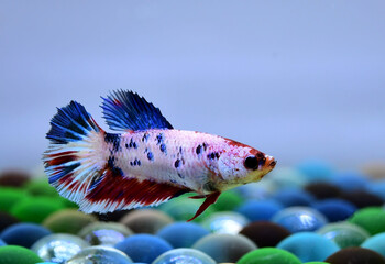 Betta fish Halfmoon Plakat from Thailand, Siamese fighting fish on isolated Blue or Grey Background