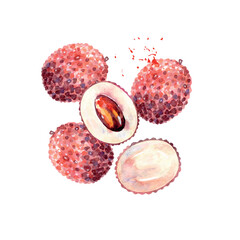 Hand Drawn Watercolor lychee Fruit. Vector illustration. - 786928447