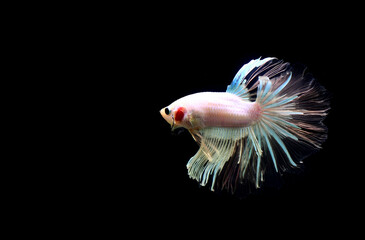 Betta fish Halfmoon, Crowntails, Plakat from Thailand, Siamese fighting fish on isolated Black,...