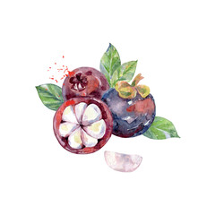 Hand Drawn Watercolor Mangosteen Fruit. Vector illustration. - 786928670