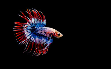 Betta fish Halfmoon, Crowntails, Plakat from Thailand, Siamese fighting fish on isolated Black, Blue or Grey Background