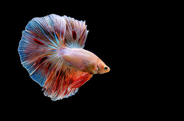 Betta fish Halfmoon, Crowntails, Plakat from Thailand, Siamese fighting fish on isolated Black, Blue or Grey Background