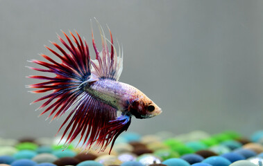 Betta fish Crowntails from Thailand, Siamese fighting fish on isolated Blue or Grey Background